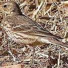 Pipit farlousane