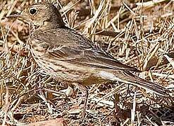 Buff-bellied Pipit