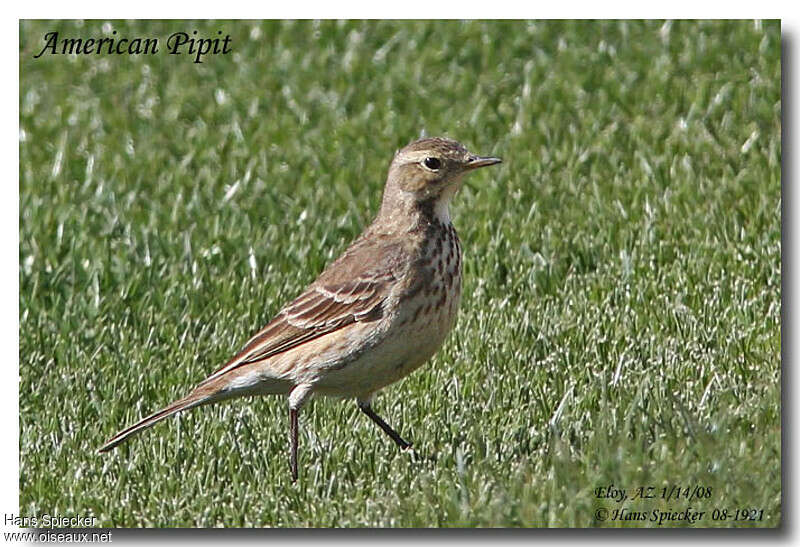 Buff-bellied Pipitadult post breeding, identification