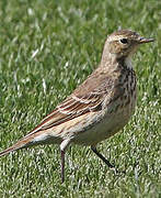 Buff-bellied Pipit