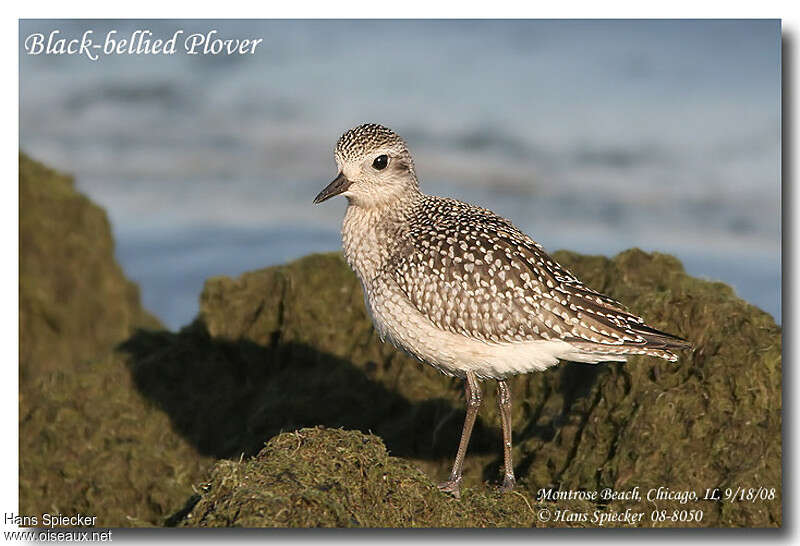 Grey Ploveradult post breeding, identification