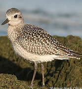 Grey Plover