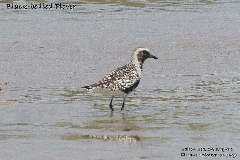 Grey Plover