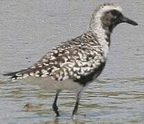 Grey Plover