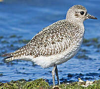 Grey Plover