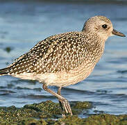 Grey Plover