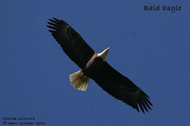 Bald Eagle