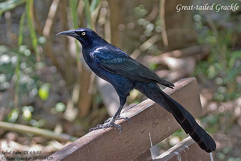 Great-tailed Grackle