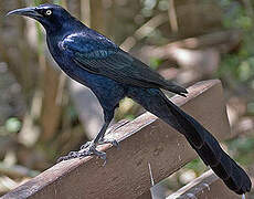 Great-tailed Grackle