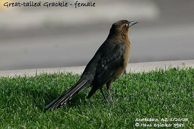 Great-tailed Grackle