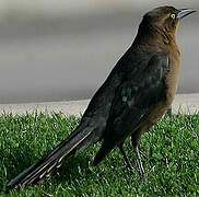 Great-tailed Grackle