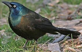 Common Grackle