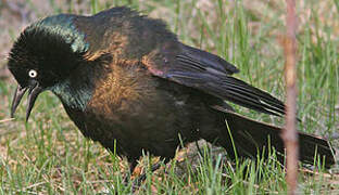 Common Grackle