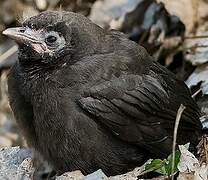 Common Grackle