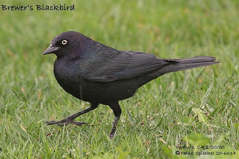 Brewer's Blackbird