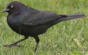 Brewer's Blackbird