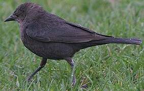 Brewer's Blackbird