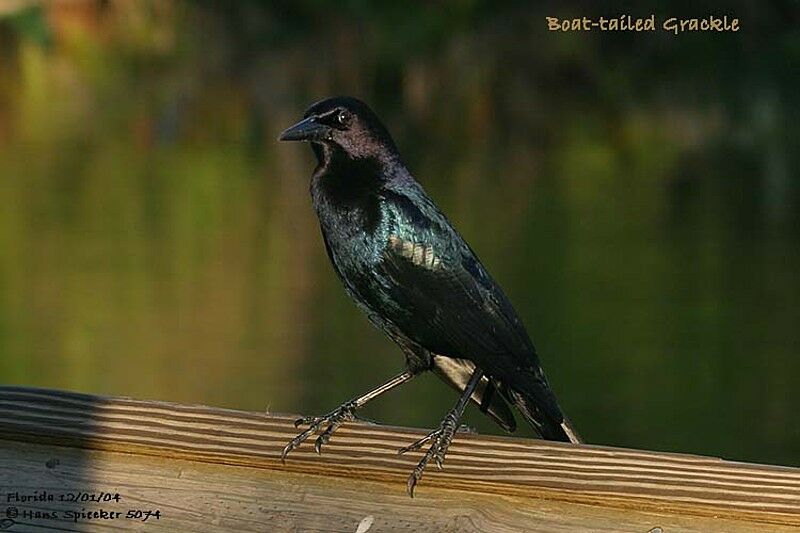 Boat-tailed Grackle