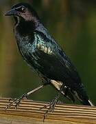 Boat-tailed Grackle