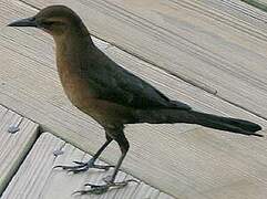 Boat-tailed Grackle