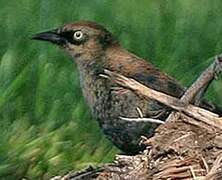 Rusty Blackbird