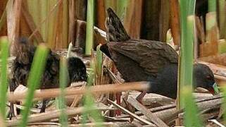 Plumbeous Rail