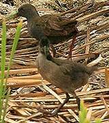 Plumbeous Rail