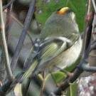 Roitelet à couronne dorée