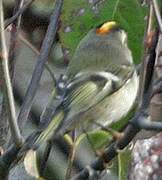 Roitelet à couronne dorée