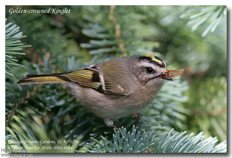 Golden-crowned Kingletadult, close-up portrait, feeding habits