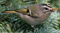 Roitelet à couronne dorée