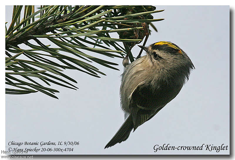 Golden-crowned Kingletadult, fishing/hunting