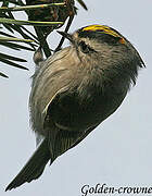 Golden-crowned Kinglet