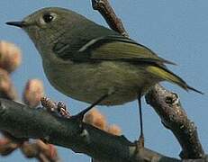 Ruby-crowned Kinglet