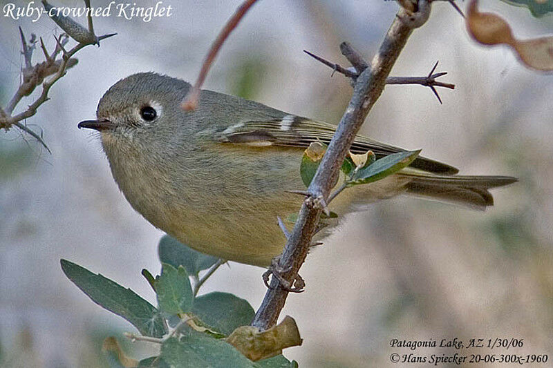 Ruby-crowned Kinglet