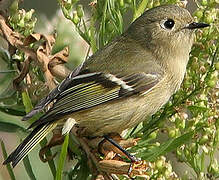 Ruby-crowned Kinglet