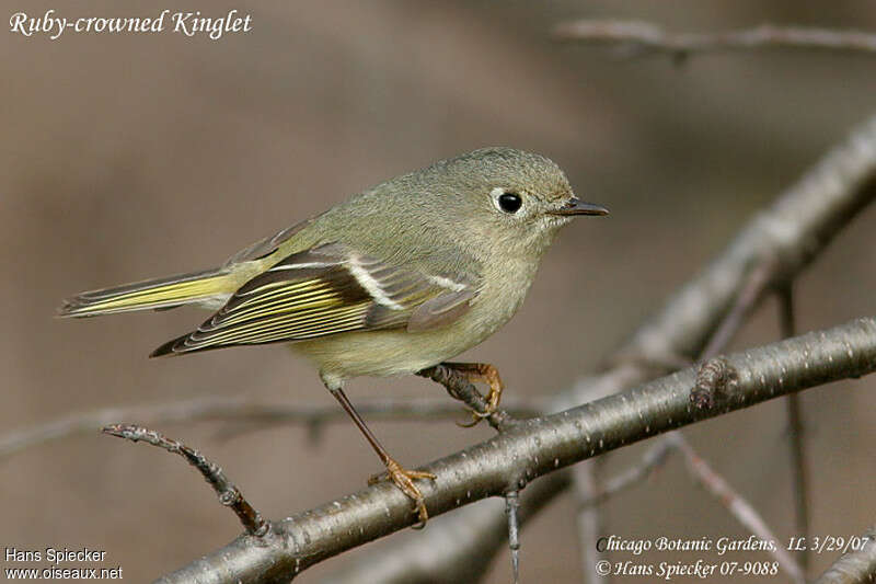 Ruby-crowned Kinglet female adult, identification