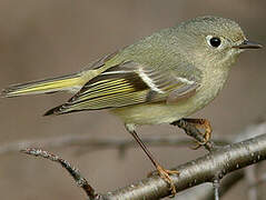 Ruby-crowned Kinglet