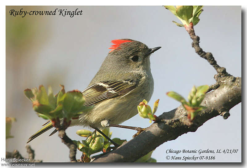 Roitelet à couronne rubis mâle adulte, identification