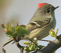 Roitelet à couronne rubis