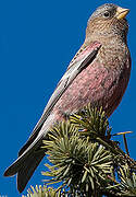 Brown-capped Rosy Finch