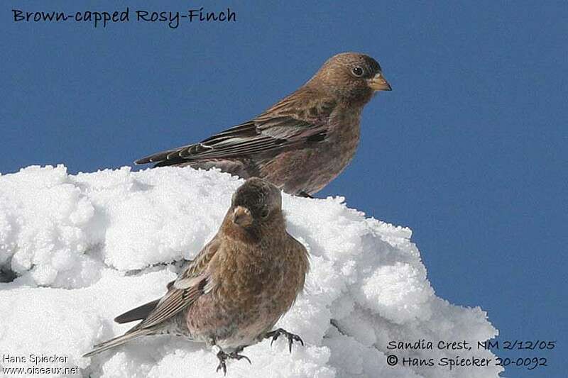 Brown-capped Rosy Finch