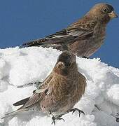 Brown-capped Rosy Finch