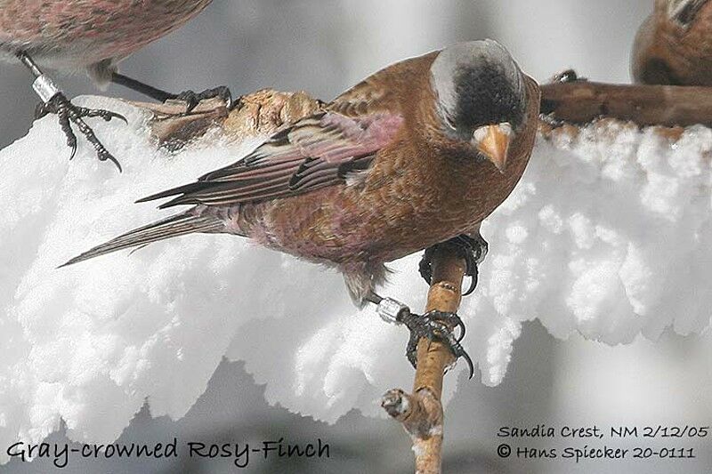 Grey-crowned Rosy Finch