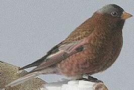 Grey-crowned Rosy Finch