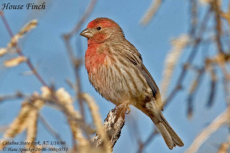 House Finch