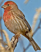 House Finch