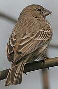 House Finch