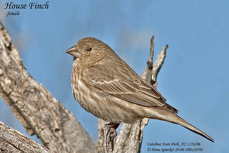 House Finch