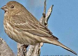 House Finch